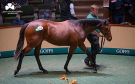 Searching for a superstar? You just might find one at Ireland’s premier yearling sales …