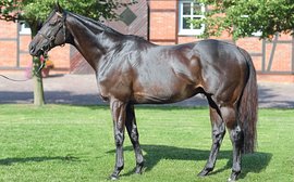 Meet the busiest sire in Britain and Ireland