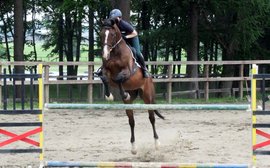 The Melbourne Cup winner excelling as a showjumper - and other things