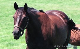 Fond memories of a hard-knocking filly who was all heart 