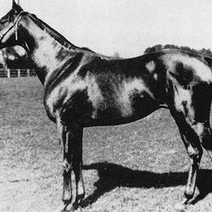 The story of Djebel Topics Prix de l'Arc de Triomphe, Djebel