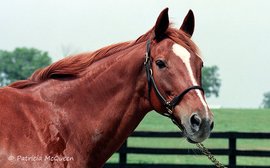 Remembering the forgotten children of Secretariat – at home and abroad