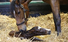 'Special moments are worth the wait' – Enable delivers Kingman foal