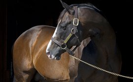 The pot of gold that gave so many New York breeding farms second lives