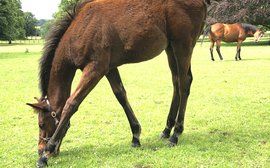 Rollout under way of new cutting-edge digital equine passport in Britain and Ireland