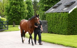 The Epsom classics: which stallion outshines the rest when they go head to head?