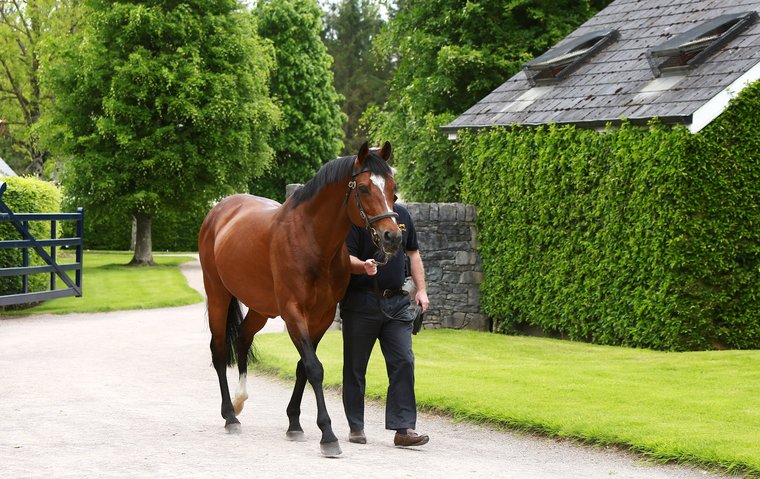 The Epsom classics: which stallion outshines the rest when they go head to head?