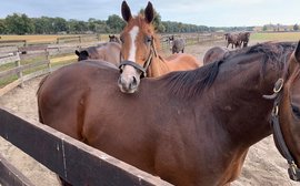 From ‘go, go, go’ to ‘whoa, whoa, whoa’ – the heartwarming tale of ‘Kenny’, the claimer coming home after six seasons