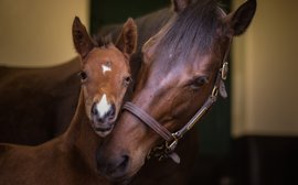 Will this gorgeous youngster become a rare masterpiece - just like her mother?