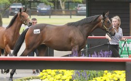 ‘Horses are our passion’ – Jeffries family fizzing after star NZ filly Legarto’s Australian Guineas triumph