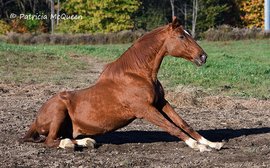 A happy 32nd birthday for a ‘beautiful horse’ who just keeps rolling