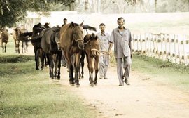 Janney tribute after stallion Air Support is killed in attack by swarm of bees in India