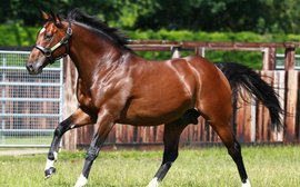 First European classic winner helps Frankel edge out his Derby-winning dad