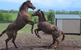 Blue-collar hero: record-breaking Rapid Redux enjoys life in retirement – alongside his bossy pal Amazombie