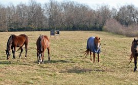 The Breeders’ Cup heroine whose influence is felt all over the world