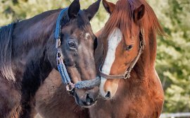 Farewell to racing’s loveable loser: remembering Zippy Chippy, the ‘world’s worst racehorse’