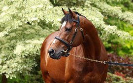 How important is Galileo to Coolmore’s success on the racetrack?