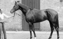 Blandford: unfashionable, unsound and lacking virility, yet this young stallion became a sensation at stud