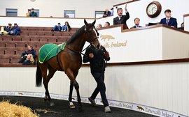 ‘The quality of the catalogue has been increasing every year’ – Ireland steps up to continue breeze-up bonanza