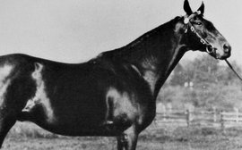 A prisoner of war, a champion sire - and a lot of debauchery: the astonishing story of Justify’s ancestor