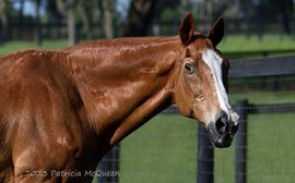 Last of the family line: catching up with Maritime Traveler, the only living son of Secretariat