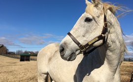 Silver Charm, the horse who made me fall in love with racing