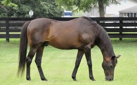 It’s difficult to believe, but this horse is 29 (and he’s the oldest living Kentucky Derby winner)