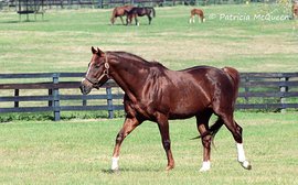 Secretariat and Fanfreluche - a magical connection: part 1 - the story of Medaille d’Or