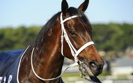 Pride, stress, pure joy - it’s all in a day’s work for those closest to the world’s third best racehorse