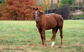 Tinners Way, the son who gave the great horse his last hurrah