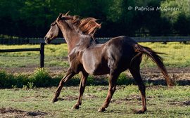 The playful last night of a much-loved mare