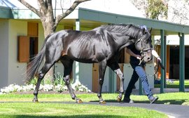 140 quality sires on view as Ireland’s mighty stallion ranks go on show