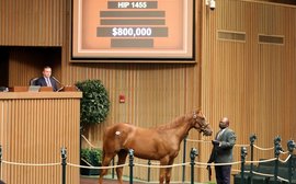Keeneland September Yearling Sale Powers on Saturday with $800,000 Filly by Curlin
