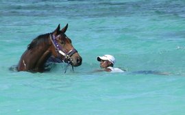 The brilliant mare and her eight-month journey to the Breeders’ Cup