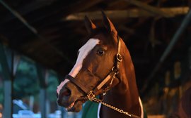 Prep School: Tiz can take another step towards superhorse status