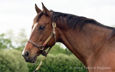 ‘Chosen Lady was very special’ – how National Treasure added to generations of success for Secretariat mare
