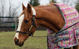 Wonderful memories of an equine ambassador