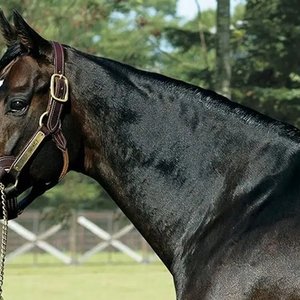 How Japanese legend Deep Impact conquered the bloodstock world