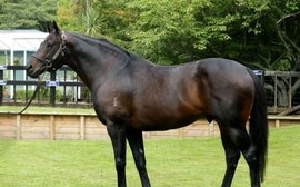 Can the Melbourne Cup produce successful stallions?