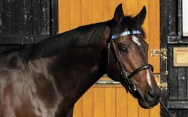 Second-season sire Palace Pier ready to live up to great expectations