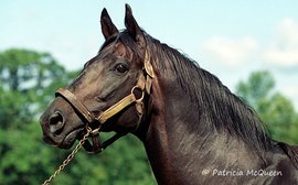 Secretariat and Fanfreluche: part 2 - the horse who was frightened of balloons