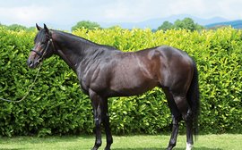 Leading first-season sire title of 2022: Is it a one-horse race?
