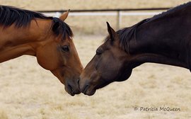 A ‘rest home’ for racing champions where fans get to meet their heroes