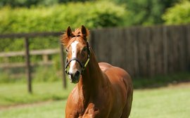 Champion miler Observatory dies at 22