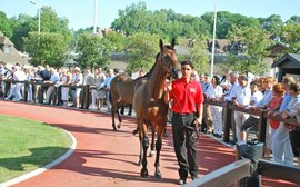 How auctioning horses online is becoming big business