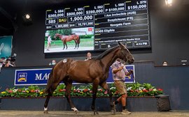 ‘Extraordinary figures’: How to account for the Aussie bloodstock boom