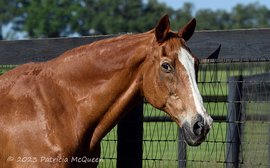 Birthday wishes for an extraordinary senior: catching up with Secretariat’s last son as he turns 35