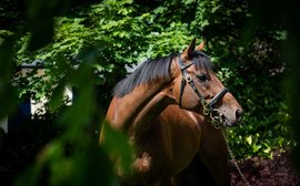 Three new stallions who passed their first tests with flying colours