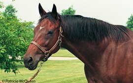 2022 charity calendar celebrates Secretariat’s daughter Weekend Surprise