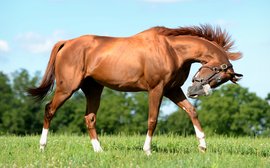 Why California Chrome is so appealing to Japanese breeders